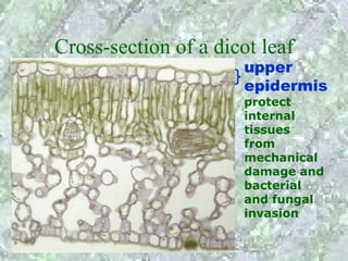 Cross-section of a dicot leaf
                       upper
                       epidermis
                       protect
                       internal
                       tissues
                       from
                       mechanical
                       damage and
                       bacterial
                       and fungal
                       invasion
 