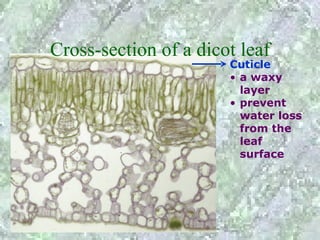 Cross-section of a dicot leaf
                       Cuticle
                       • a waxy
                         layer
                       • prevent
                         water loss
                         from the
                         leaf
                         surface
 