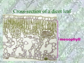 Cross-section of a dicot leaf




                       mesophyll
 