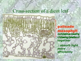 Cross-section of a dicot leaf


                       palisade
                       mesophyll
                       columnarmany
                       contains cells
                       closely packed
                       chloroplasts
                       together
                       ∴absorb light
                       more
                       efficiently
 