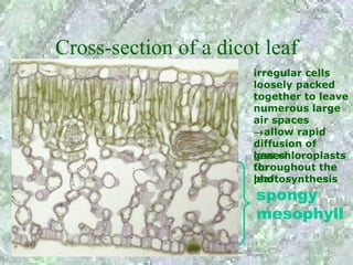 Cross-section of a dicot leaf
                       irregular cells
                       loosely packed
                       together to leave
                       numerous large
                       air spaces
                       →allow rapid
                       diffusion of
                       less chloroplasts
                       gases
                       for
                       throughout the
                       photosynthesis
                       leaf
                        spongy
                        mesophyll
 