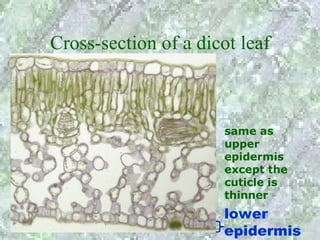 Cross-section of a dicot leaf



                       same as
                       upper
                       epidermis
                       except the
                       cuticle is
                       thinner
                      lower
                      epidermis
 