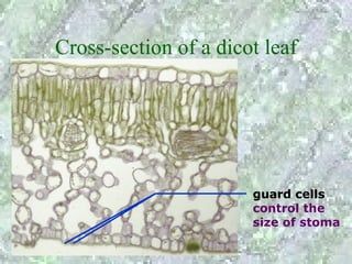 Cross-section of a dicot leaf




                       guard cells
                       control the
                       size of stoma
 