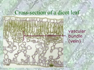Cross-section of a dicot leaf


                        vascular
                        bundle
                        (vein)
 
