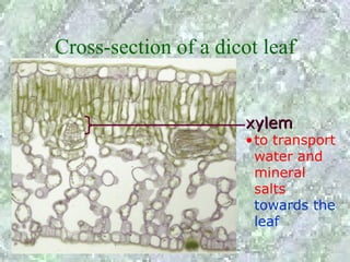 Cross-section of a dicot leaf


                       xylem
                       •to transport
                        water and
                        mineral
                        salts
                        towards the
                        leaf
 