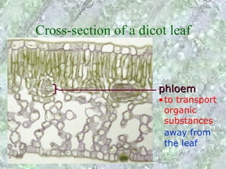 Cross-section of a dicot leaf



                       phloem
                       •to transport
                        organic
                        substances
                        away from
                        the leaf
 