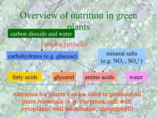 Overview of nutrition in green
               plants
carbon dioxide and water
               photosynthesis
carbohydrates (e.g. glucose)           mineral salts
                                     (e.g. NO3-, SO42-)

 fatty acids      glycerol     amino acids       water

 nutrients for plants can be used to produce all
    plant materials (e.g. enzymes, cell wall,
    cytoplasm, cell membrane, chlorophyll)
 