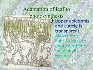 Adaptation of leaf to
  photosynthesis
              Upper epidermis
              and cuticle is
              transparent
              Allows most
              light to pass to
              photosynthetic
              mesophyll
              tissues
 