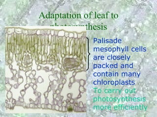 Adaptation of leaf to
  photosynthesis
              Palisade
              mesophyll cells
              are closely
              packed and
              contain many
              chloroplasts
              To carry out
              photosynthesis
              more efficiently
 