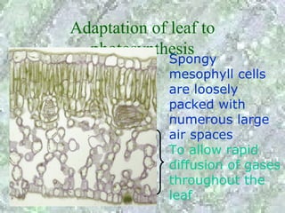 Adaptation of leaf to
  photosynthesis
              Spongy
              mesophyll cells
              are loosely
              packed with
              numerous large
              air spaces
              To allow rapid
              diffusion of gases
              throughout the
              leaf
 