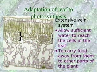 Adaptation of leaf to
  photosynthesis
             Extensive vein
               system
             • Allow sufficient
               water to reach
               the cells in the
               leaf
             • To carry food
               away from them
               to other parts of
               the plant
 
