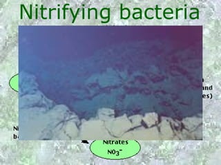 Nitrifying bacteria
 