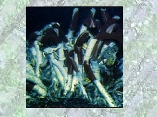 Isn't it a Amazing Process-Photosynthesis 