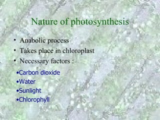 Nature of photosynthesis
• Anabolic process
• Takes place in chloroplast
• Necessary factors :
•Carbon dioxide
•Water
•Sunlight
•Chlorophyll
 