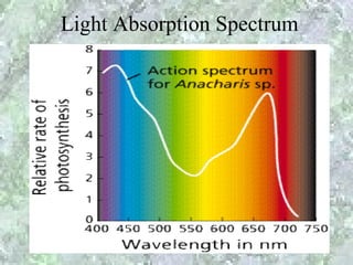 Light Absorption Spectrum

Why leave looked green?
 