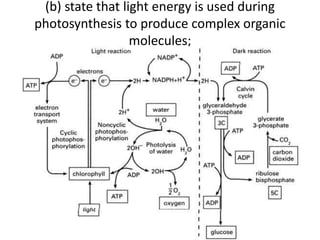 (b) state that light energy is used during 
photosynthesis to produce complex organic 
molecules; 
 