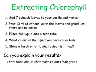 Extracting Chlorophyll 
1. Add 7 spinach leaves to your pestle and mortar 
2. Pour 10 ml of ethanol over the leaves and grind until 
there are no lumps 
3. Filter the liquid into a test tube 
4. What colour is the liquid you have collected? 
5. Shine a torch onto it, what colour is it now? 
Can you explain your results? 
Hint: think about what makes plants look green 
 