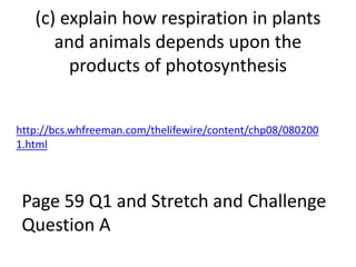 (c) explain how respiration in plants 
and animals depends upon the 
products of photosynthesis 
http://bcs.whfreeman.com/thelifewire/content/chp08/080200 
1.html 
Page 59 Q1 and Stretch and Challenge 
Question A 
 