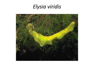 Elysia viridis 
