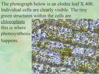The photograph below is an elodea leaf X 400.
Individual cells are clearly visible. The tiny
green structures within the cells are
chloroplasts
this is where
photosynthesis
happens.
 