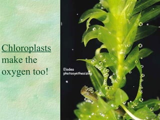 Chloroplasts
make the
oxygen too!
 