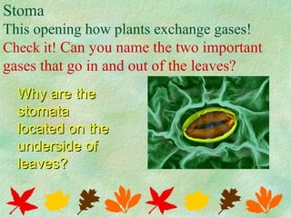Stoma
This opening how plants exchange gases!
Check it! Can you name the two important
gases that go in and out of the leaves?
Why are theWhy are the
stomatastomata
located on thelocated on the
underside ofunderside of
leaves?leaves?
 