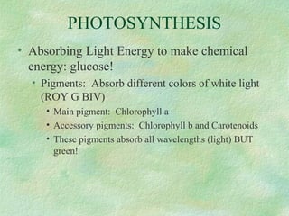 PHOTOSYNTHESIS
• Absorbing Light Energy to make chemical
energy: glucose!
• Pigments: Absorb different colors of white light
(ROY G BIV)
• Main pigment: Chlorophyll a
• Accessory pigments: Chlorophyll b and Carotenoids
• These pigments absorb all wavelengths (light) BUT
green!
 