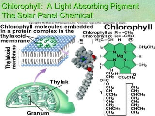 Chlorophyll: A Light Absorbing PigmentChlorophyll: A Light Absorbing Pigment
The Solar Panel Chemical!The Solar Panel Chemical!
 