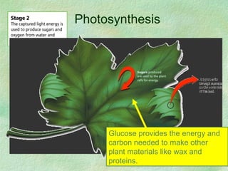 Photosynthesis
Glucose provides the energy and
carbon needed to make other
plant materials like wax and
proteins.
 