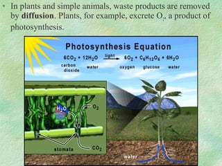 • In plants and simple animals, waste products are removed
by diffusion. Plants, for example, excrete O2
, a product of
photosynthesis.
 