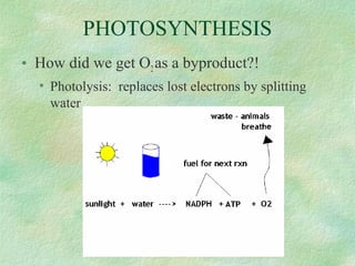 PHOTOSYNTHESIS
• How did we get O2as a byproduct?!
• Photolysis: replaces lost electrons by splitting
water
 