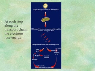 Sun
Chlorophyll passes energy down through the
electron transport chain.
for the use in
light-independent reactions
bonds P
to ADP
forming
ATP
oxygen
released
splits
H2O
H+
NADP+
NADPH
Light energy transfers to chlorophyll.
Energized electrons provide energy that
• At each step
along the
transport chain,
the electrons
lose energy.
 