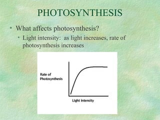 PHOTOSYNTHESIS
• What affects photosynthesis?
• Light intensity: as light increases, rate of
photosynthesis increases
 
