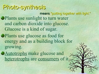 Plants use sunlight to turn water
and carbon dioxide into glucose.
Glucose is a kind of sugar.
Plants use glucose as food for
energy and as a building block for
growing.
Autotrophs make glucose and
heterotrophs are consumers of it.
Photo-synthesisPhoto-synthesis
meansmeans "putting together with light.""putting together with light."
 