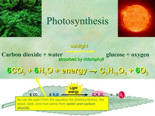Photosynthesis
Carbon dioxide + water glucose + oxygen
sunlightsunlight
absorbed by chlorophyllabsorbed by chlorophyll
66COCO22 ++ 66HH22O + energyO + energy →→ CC66HH1212OO66 ++ 66OO22
As can be seen from the equation for photosynthesis, the
wood, bark, and root came from water and carbon
dioxide.
 