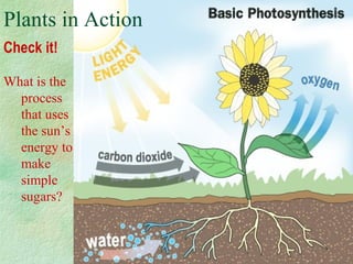 Check it!
Plants in Action
What is the
process
that uses
the sun’s
energy to
make
simple
sugars?
 