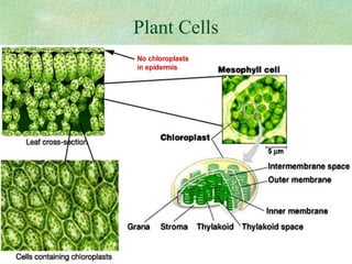 Plant Cells
 