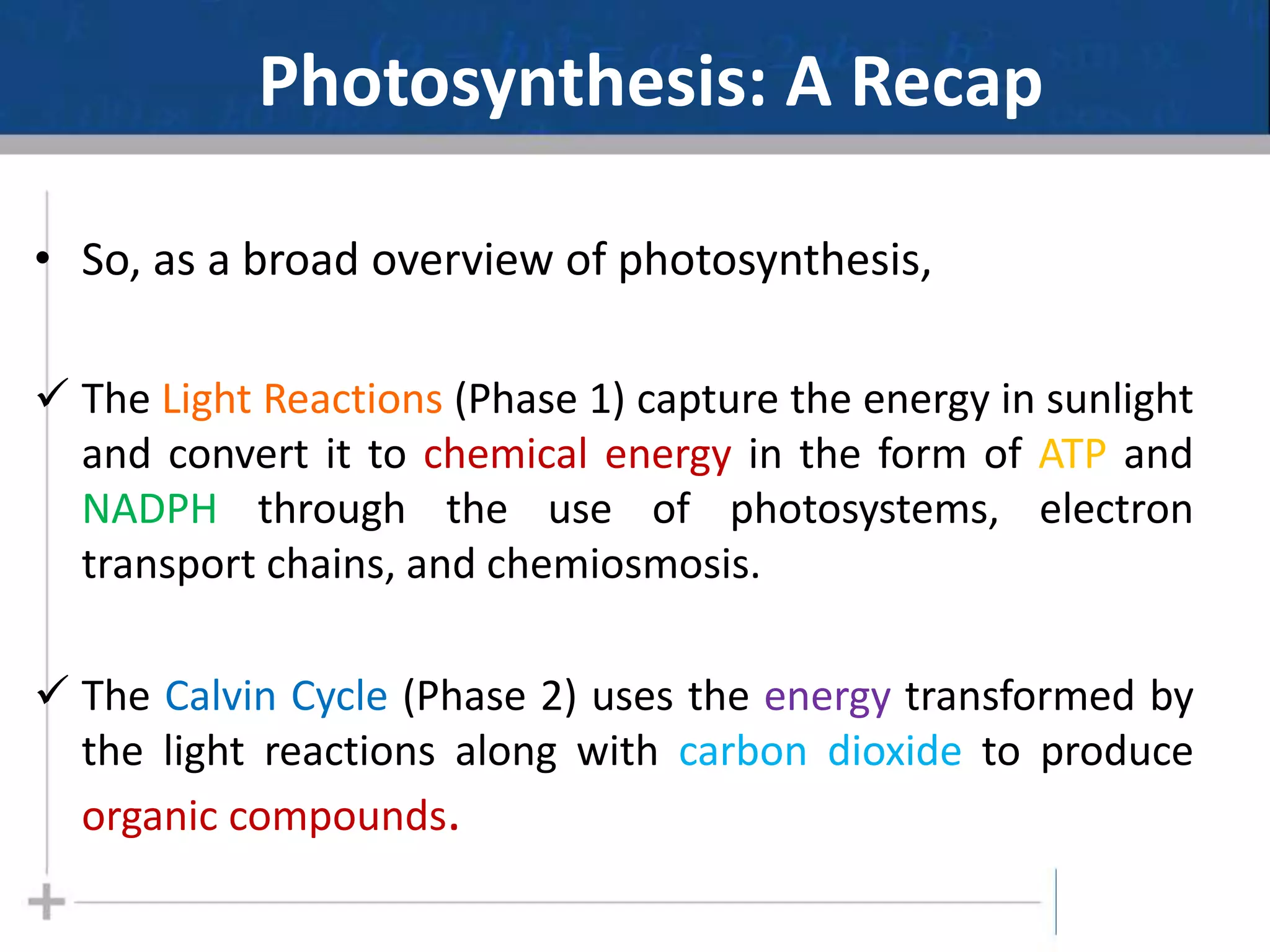 Photosynthesis: A Recap
• So, as a broad overview of photosynthesis,
 The Light Reactions (Phase 1) capture the energy in sunlight
and convert it to chemical energy in the form of ATP and
NADPH through the use of photosystems, electron
transport chains, and chemiosmosis.
 The Calvin Cycle (Phase 2) uses the energy transformed by
the light reactions along with carbon dioxide to produce
organic compounds.
37
 