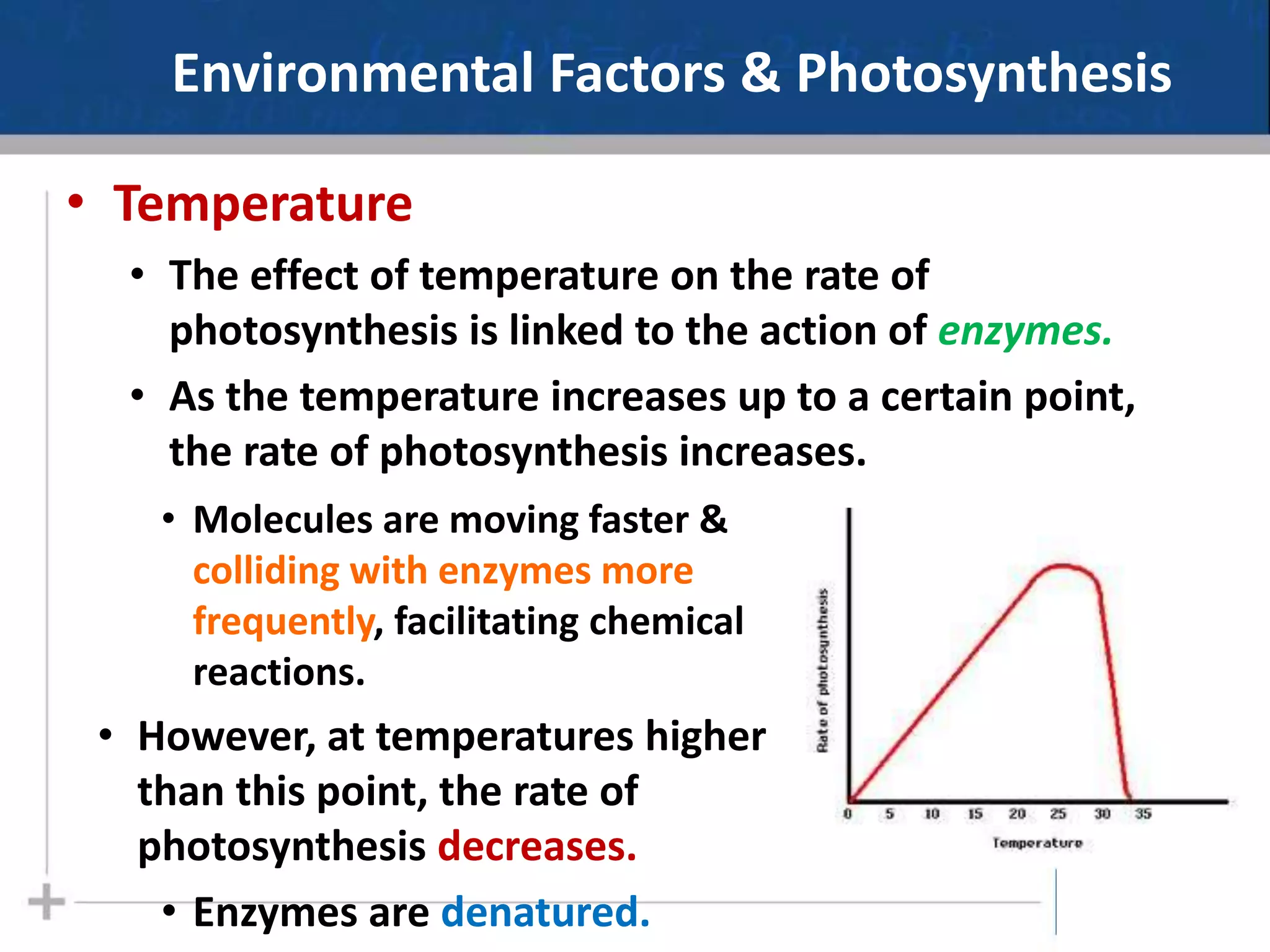 Environmental Factors & Photosynthesis
• Temperature
• The effect of temperature on the rate of
photosynthesis is linked to the action of enzymes.
• As the temperature increases up to a certain point,
the rate of photosynthesis increases.
• Molecules are moving faster &
colliding with enzymes more
frequently, facilitating chemical
reactions.
• However, at temperatures higher
than this point, the rate of
photosynthesis decreases.
• Enzymes are denatured.
 