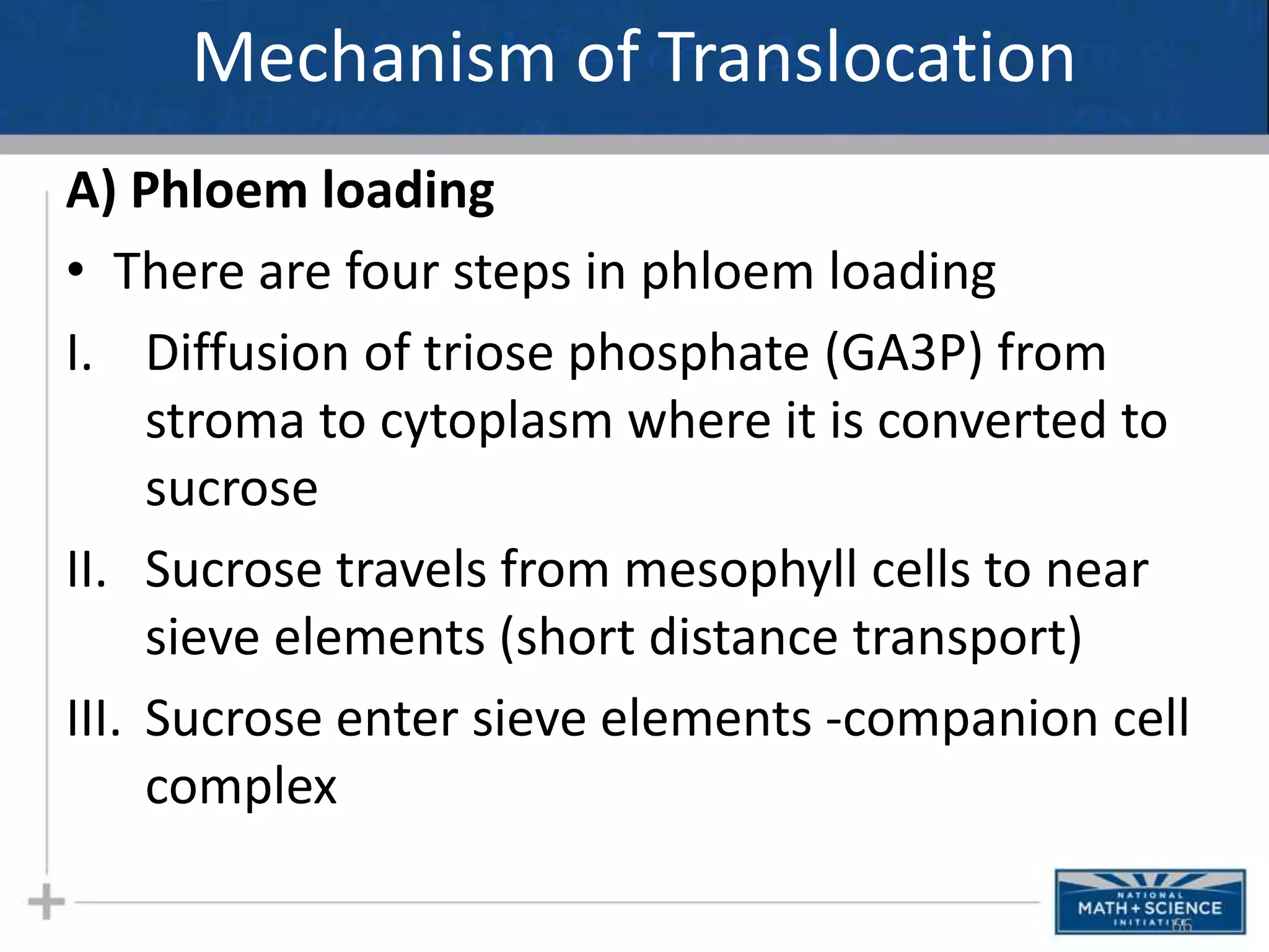 Mechanism of Translocation
A) Phloem loading
• There are four steps in phloem loading
I. Diffusion of triose phosphate (GA3P) from
stroma to cytoplasm where it is converted to
sucrose
II. Sucrose travels from mesophyll cells to near
sieve elements (short distance transport)
III. Sucrose enter sieve elements -companion cell
complex
66
 