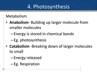 4. Photosynthesis
Metabolism
• Anabolism- Building up larger molecule from
smaller molecules
–Energy is stored in chemical bonds
–Eg. photosynthesis
• Catabolism -Breaking down of larger molecules
to small
–Energy released
–Eg. Respiration
1
 