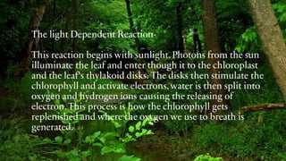 The light Dependent Reaction-
This reaction begins with sunlight.Photons from the sun
illuminate the leaf and enter though it to the chloroplast
and the leaf's thylakoid disks. The disks then stimulate the
chlorophyll and activate electrons,water is then split into
oxygen and hydrogen ions causing the releasing of
electron.This process is how the chlorophyll gets
replenished and where the oxygen we use to breath is
generated.
 