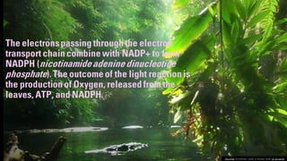 The electronspassing throughthe electron
transport chaincombinewith NADP+ to form
NADPH (nicotinamideadeninedinucleotide
phosphate). The outcomeof the light reaction is
the production of Oxygen, released from the
leaves, ATP, and NADPH.
This Photo by Unknown author is licensed under CC BY-SA-NC.
 