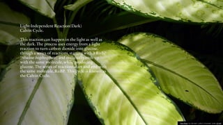 Light-Independent Reaction(Dark)
Calvin Cycle.
This reaction can happen in the light as well as
the dark. The process uses energy from a light
reaction to turn carbon dioxide into glucose,
though a series of reactions, starting with 3 RuBP
(ribulose bisphosphate) and eventually ends up
with the same molecule,while producing
glucose. The series of reactions start and end with
the same molecule,RuBP. This cycle is known as
the Calvin Cycle.
This Photo by Unknown author is licensed under CC BY.
 