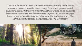 The completeProcess reaction needs 6 carbon dioxide, and 6 water
molecules, powered by the sun's energy to produce glucose and 6
oxygen molecule. Without Photosynthesis there would be no oxygen to
breathe because there would be no trees or plants to produce oxygen.
Most organism's on Earth would disappear (includinghumans). The
Earth is sustainablefor living because of Photosynthesis.
 