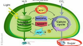 This Photo by Unknown author islicensedunder CCBY-SA.
 