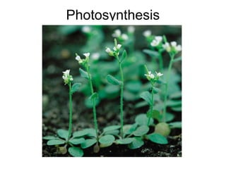 Photosynthesis