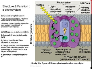 Photogenic System Photosynthesis | PPT