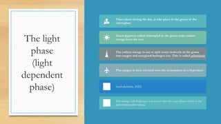 PHOTOSYNTHESIS slide for grade 11 , light phase and dark phase | PDF