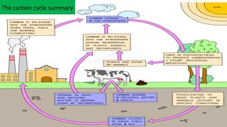 Understanding the Carbon Cycle and Climate Change Impacts on Earth | PPTX
